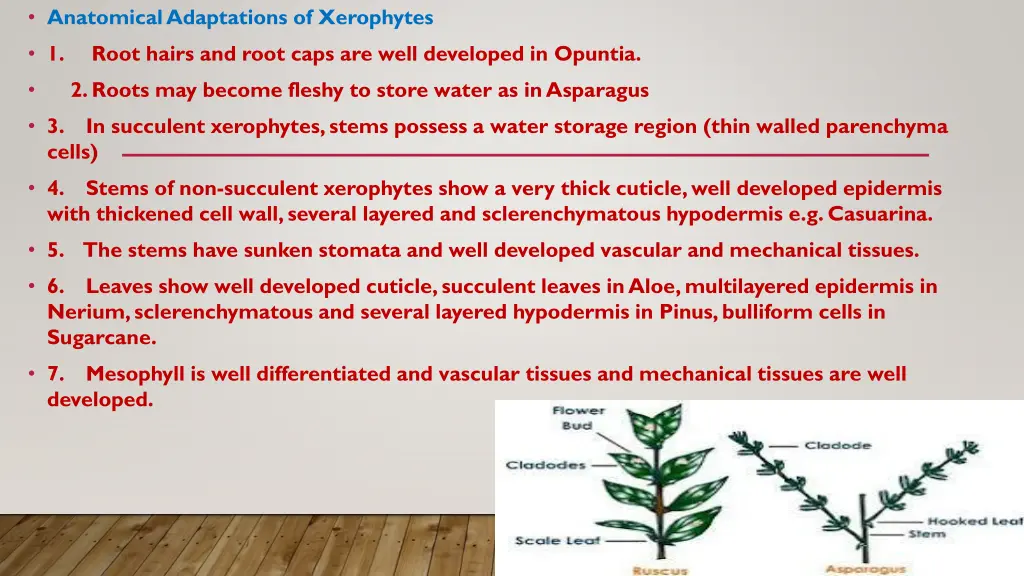 anatomical adaptations of xerophytes