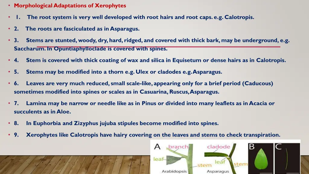 morphological adaptations of xerophytes