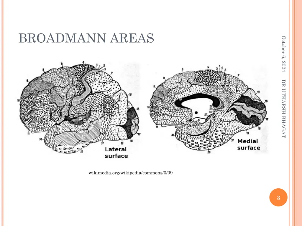 broadmann areas