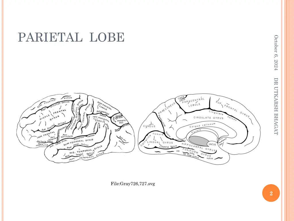 parietal lobe