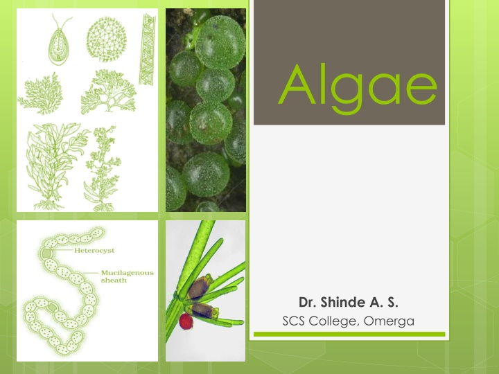 algae