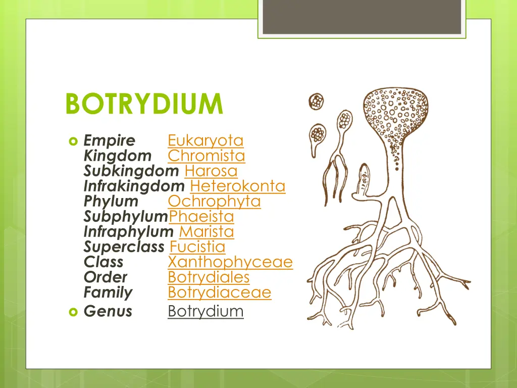 botrydium