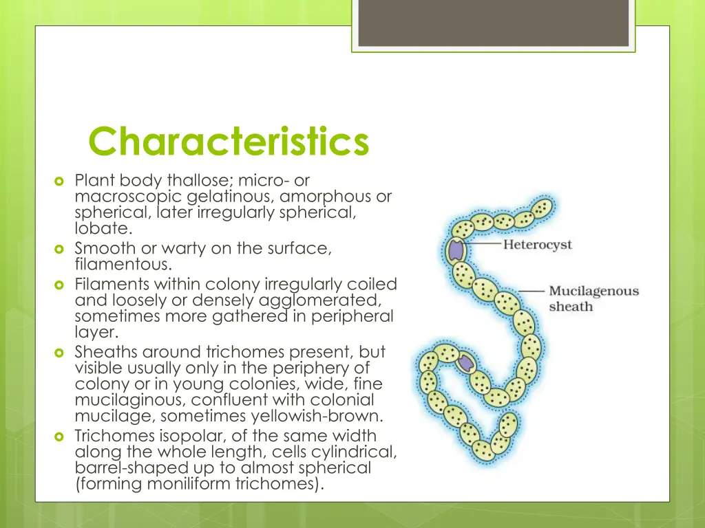 characteristics plant body thallose micro