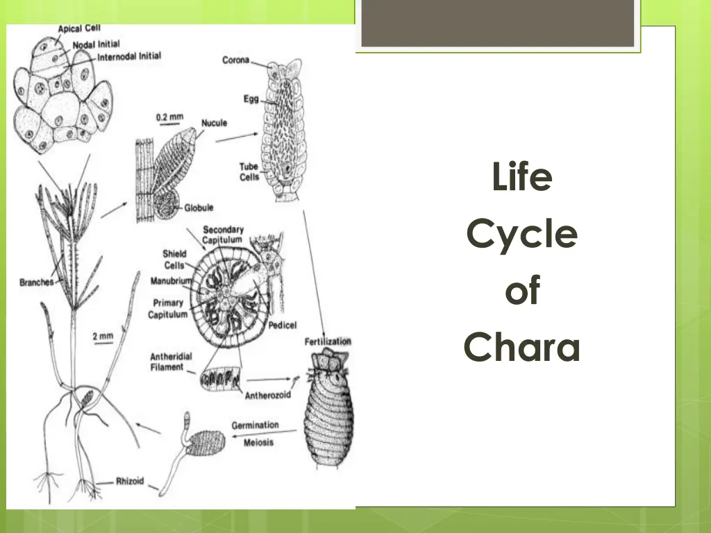 life cycle of chara