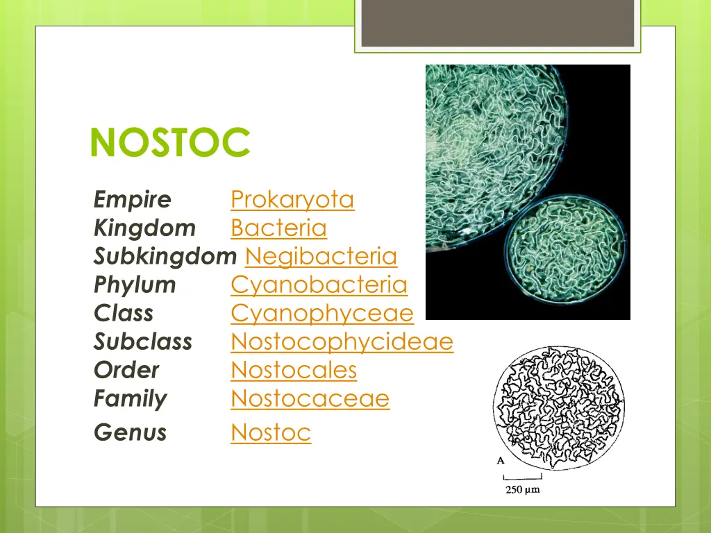 nostoc