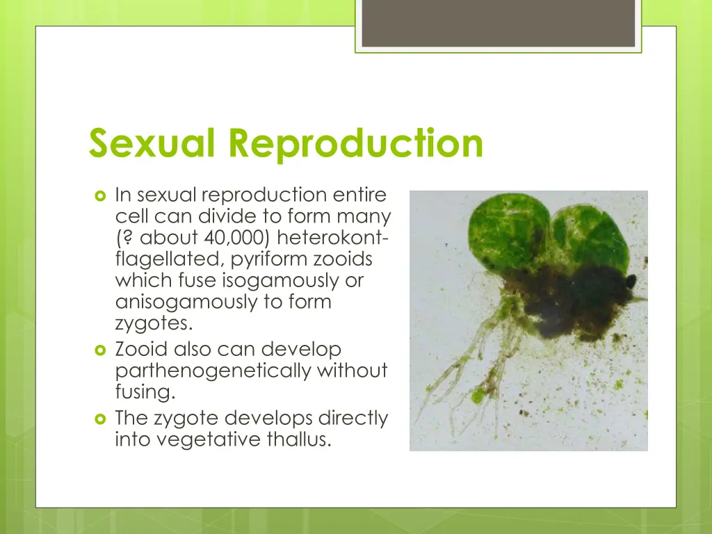 sexual reproduction 2