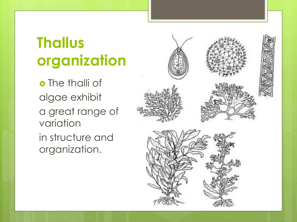 thallus organization