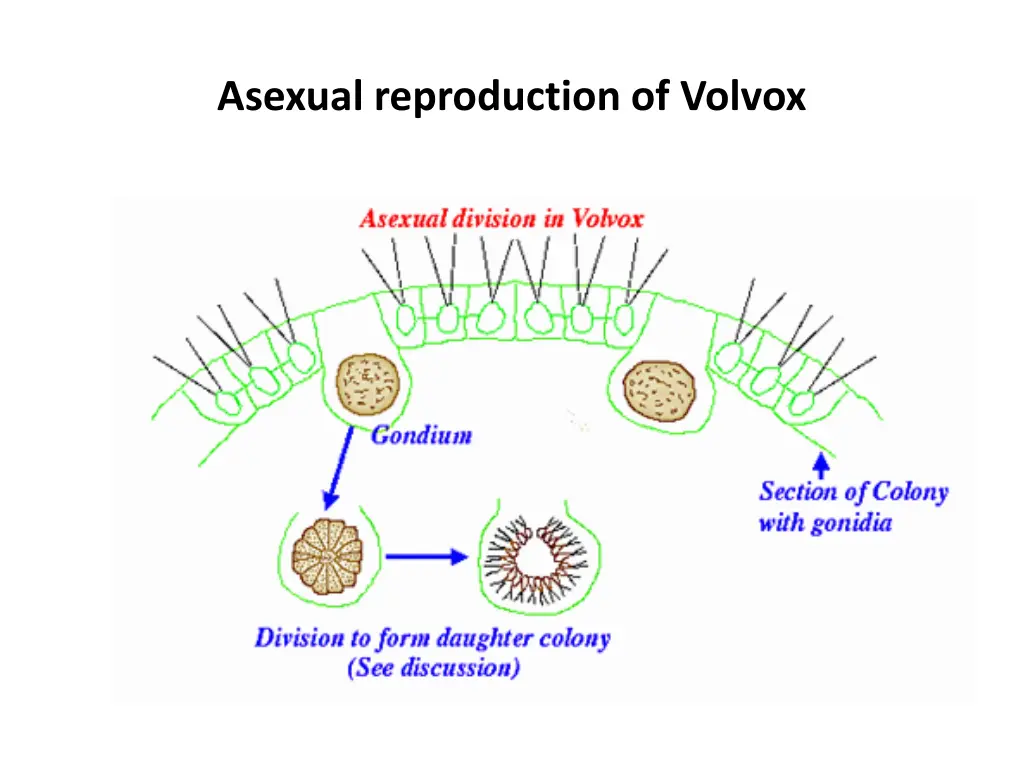 asexual reproduction of volvox