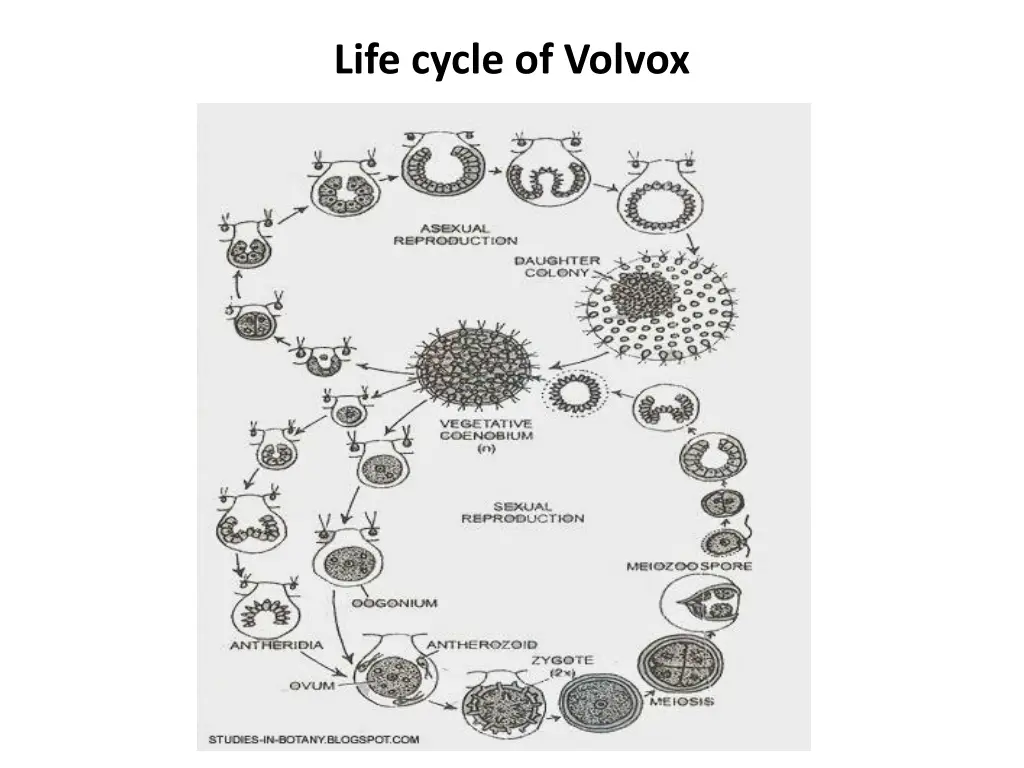 life cycle of volvox