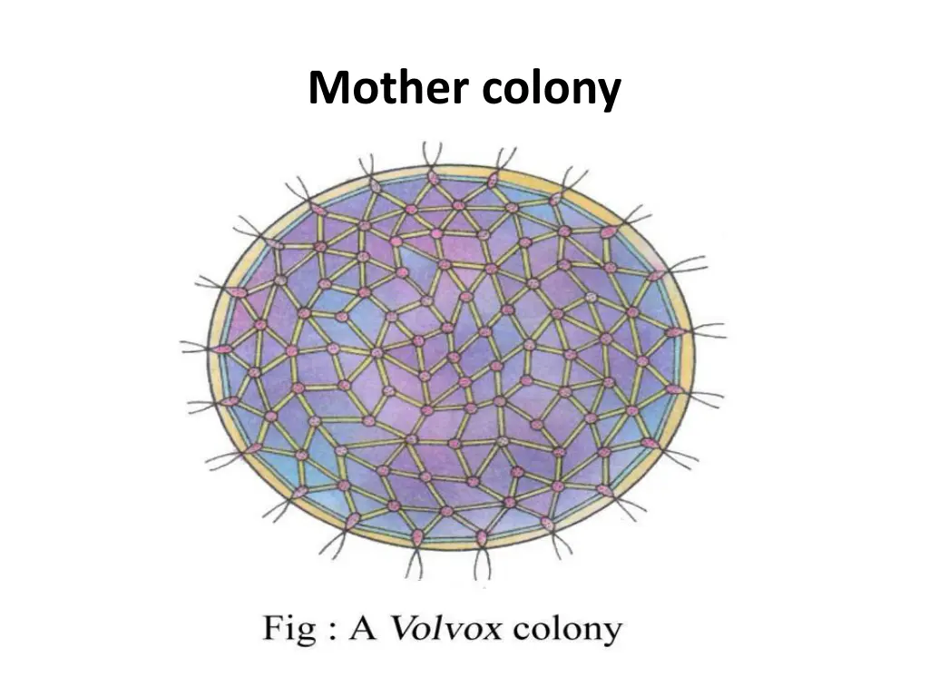 mother colony