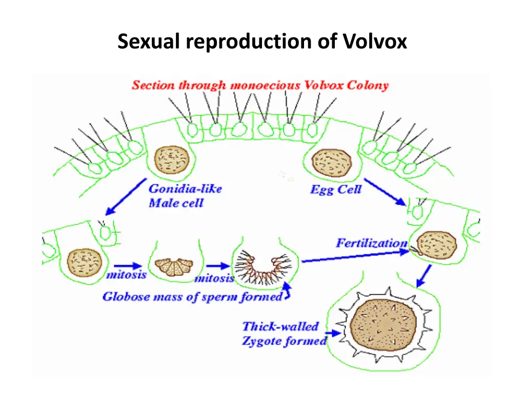 sexual reproduction of volvox