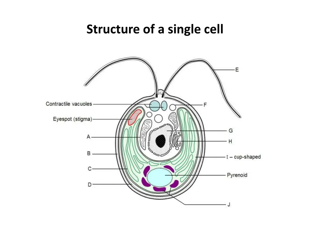 structure of a single cell