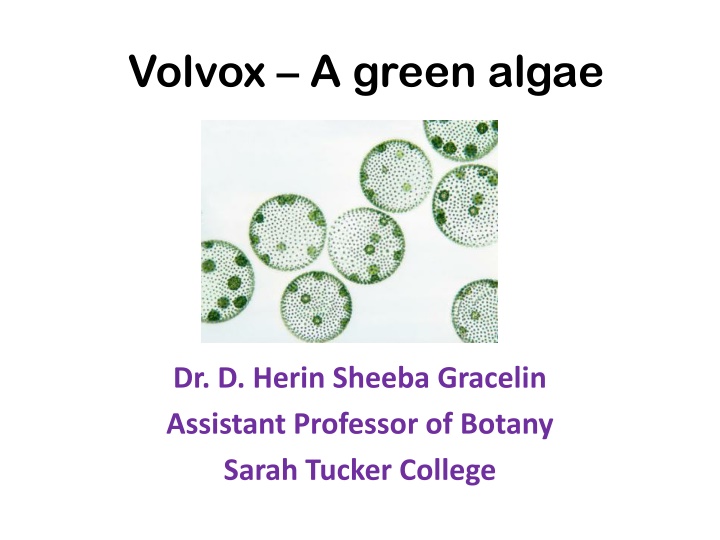 volvox a green algae