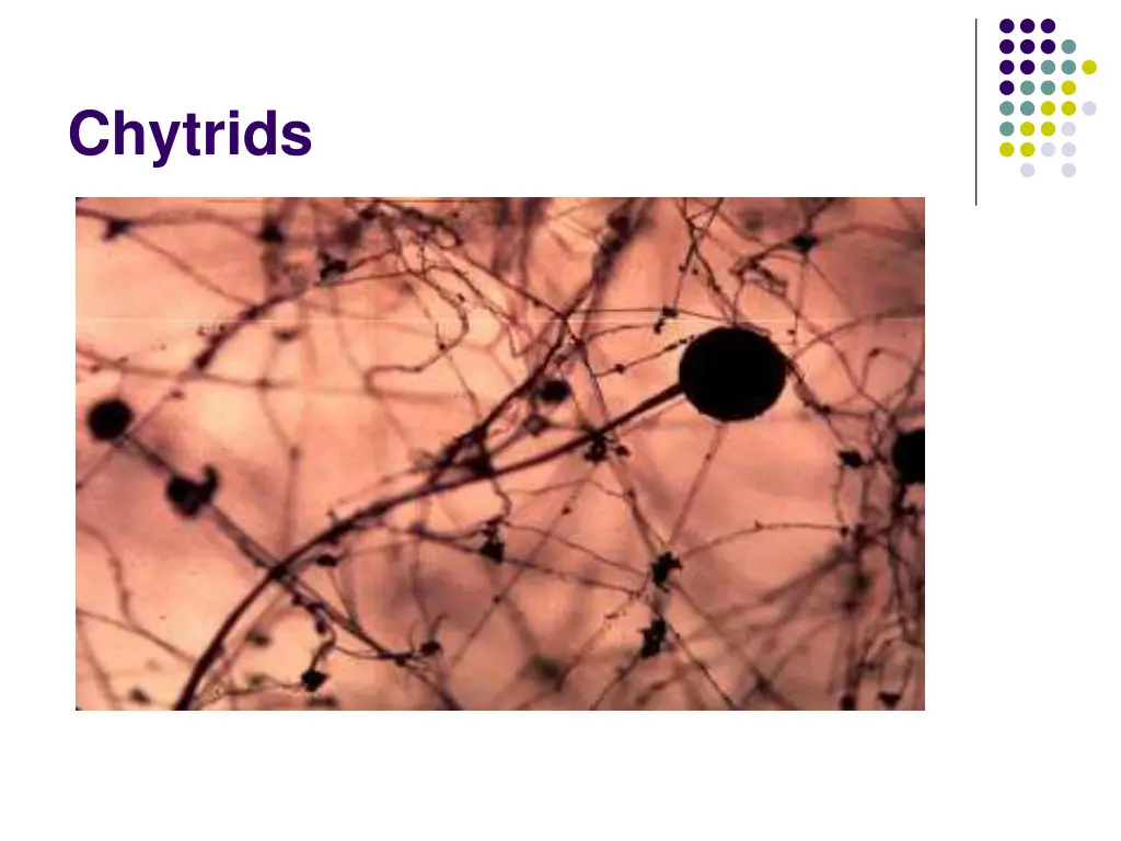 chytrids