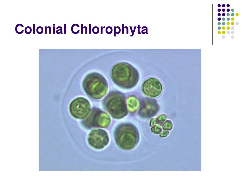 colonial chlorophyta