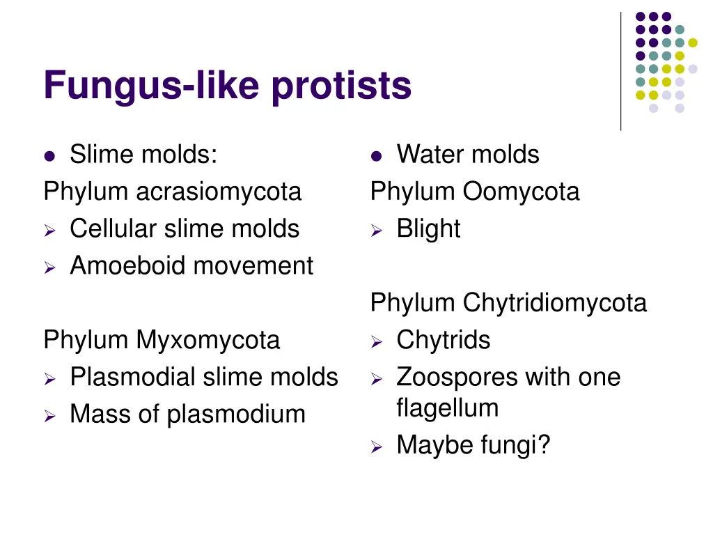 fungus like protists