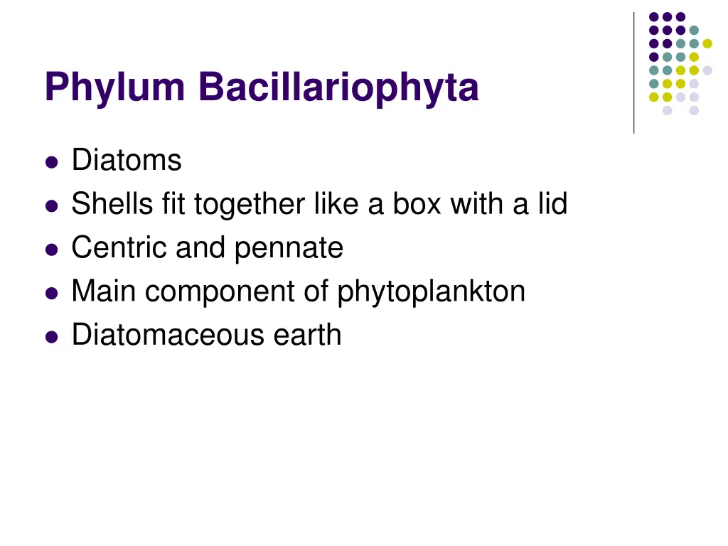 phylum bacillariophyta