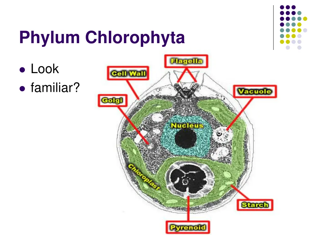 phylum chlorophyta