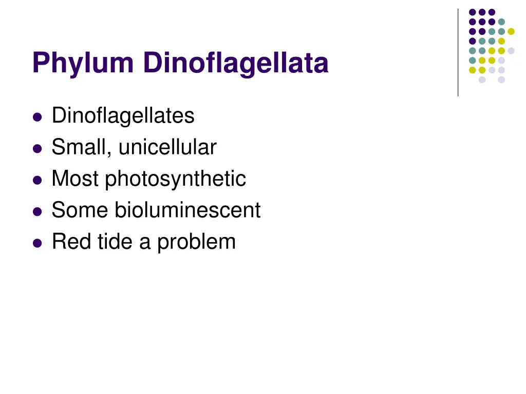 phylum dinoflagellata