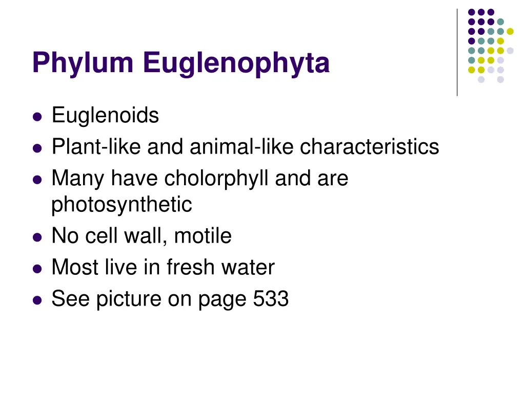 phylum euglenophyta