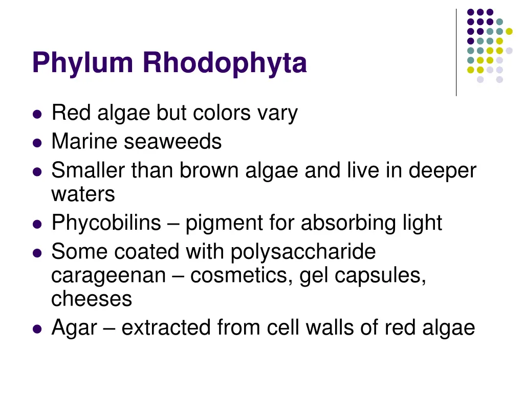 phylum rhodophyta