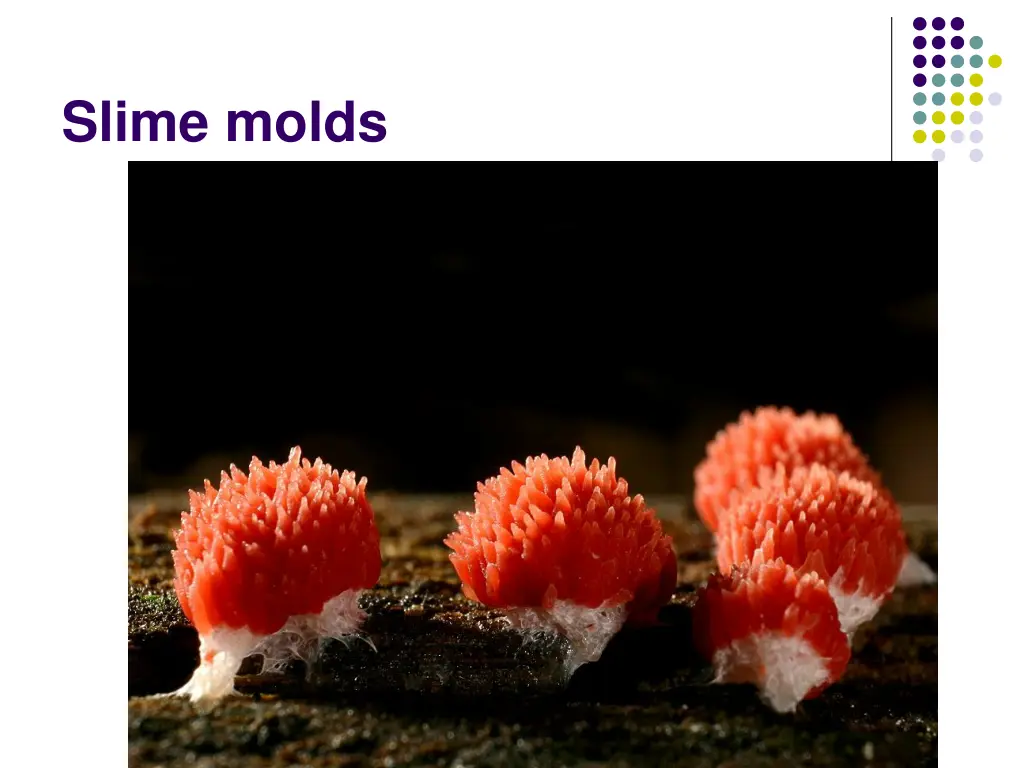 slime molds