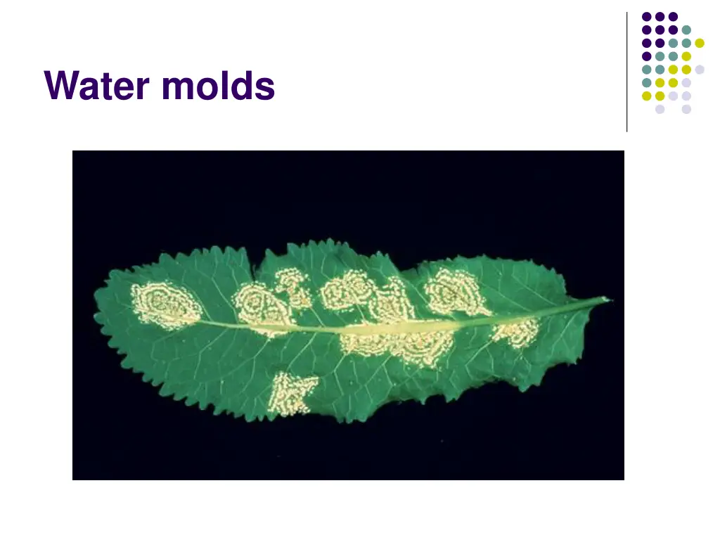 water molds