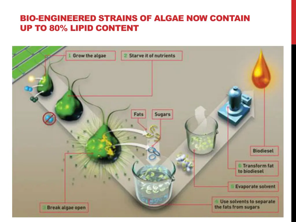 bio engineered strains of algae now contain