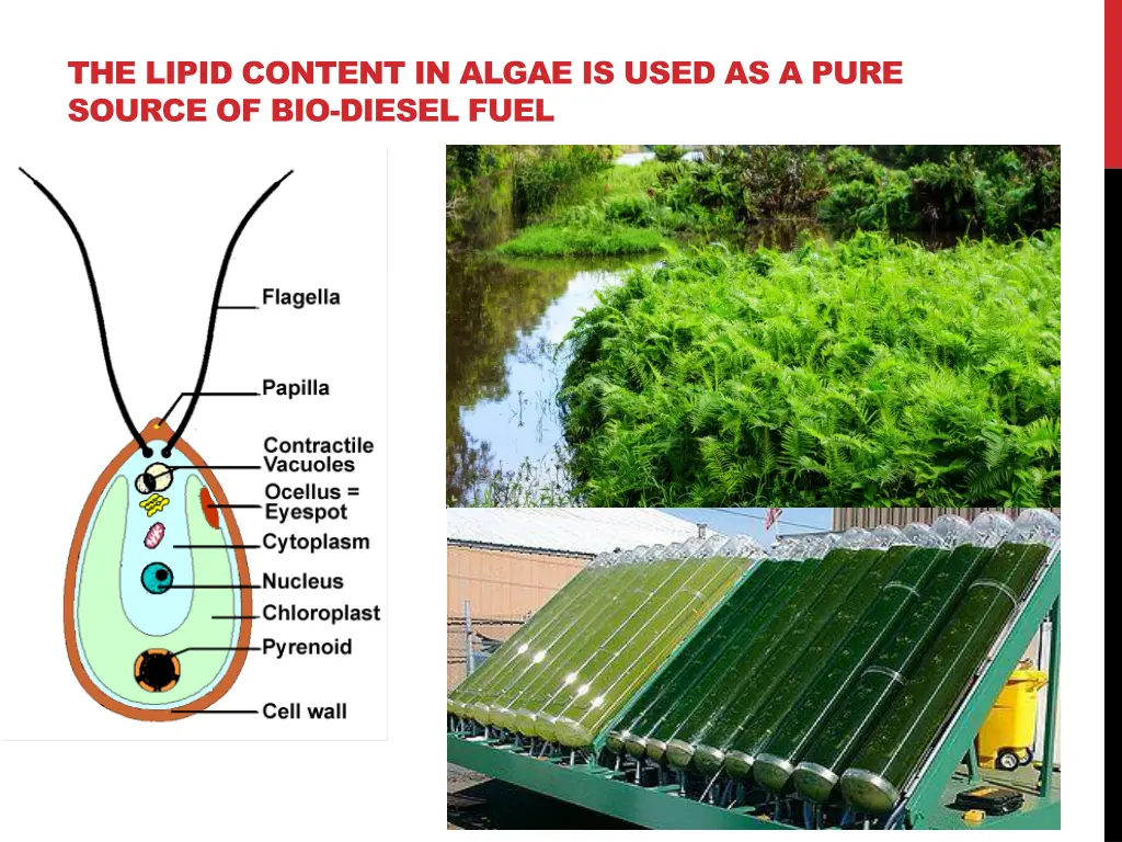 the lipid content in algae is used as a pure