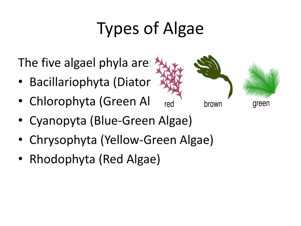 types of algae