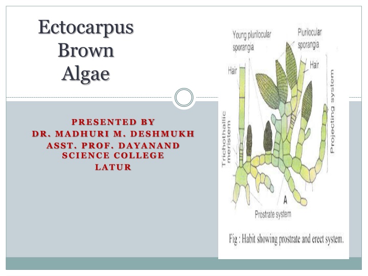 ectocarpus brown algae