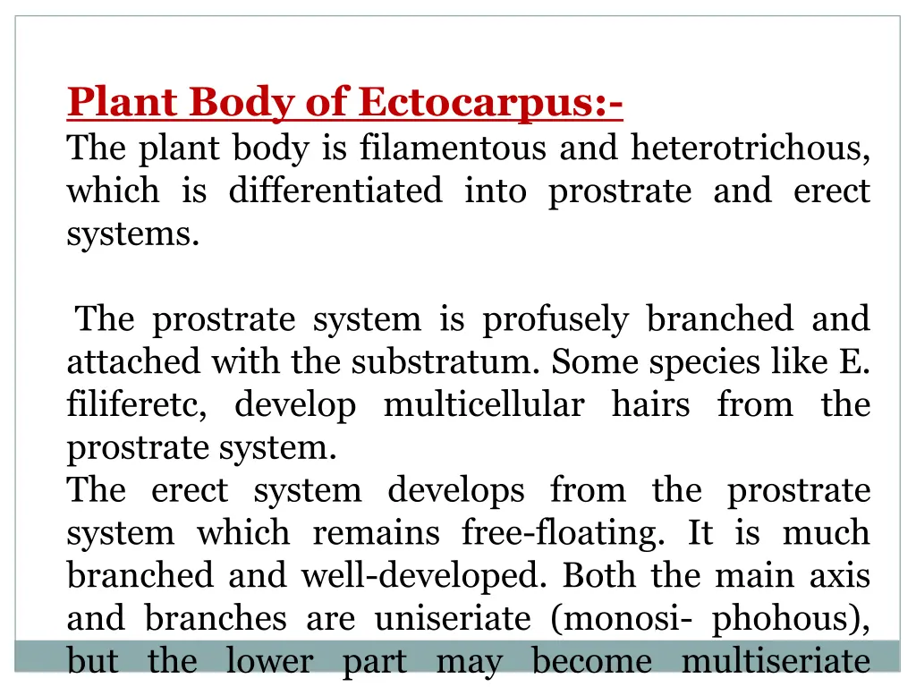 plant body of ectocarpus the plant body