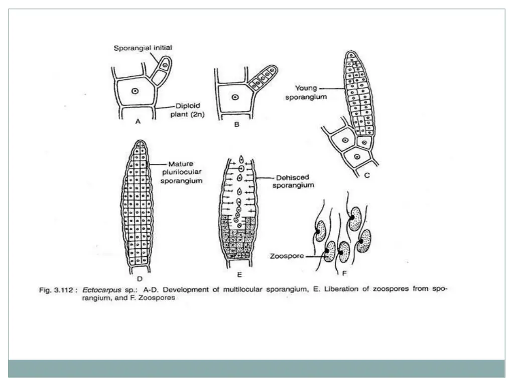 slide15