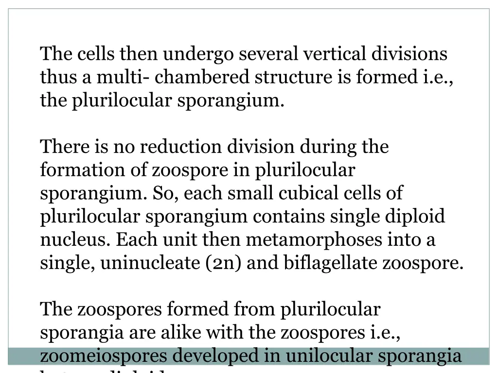 the cells then undergo several vertical divisions