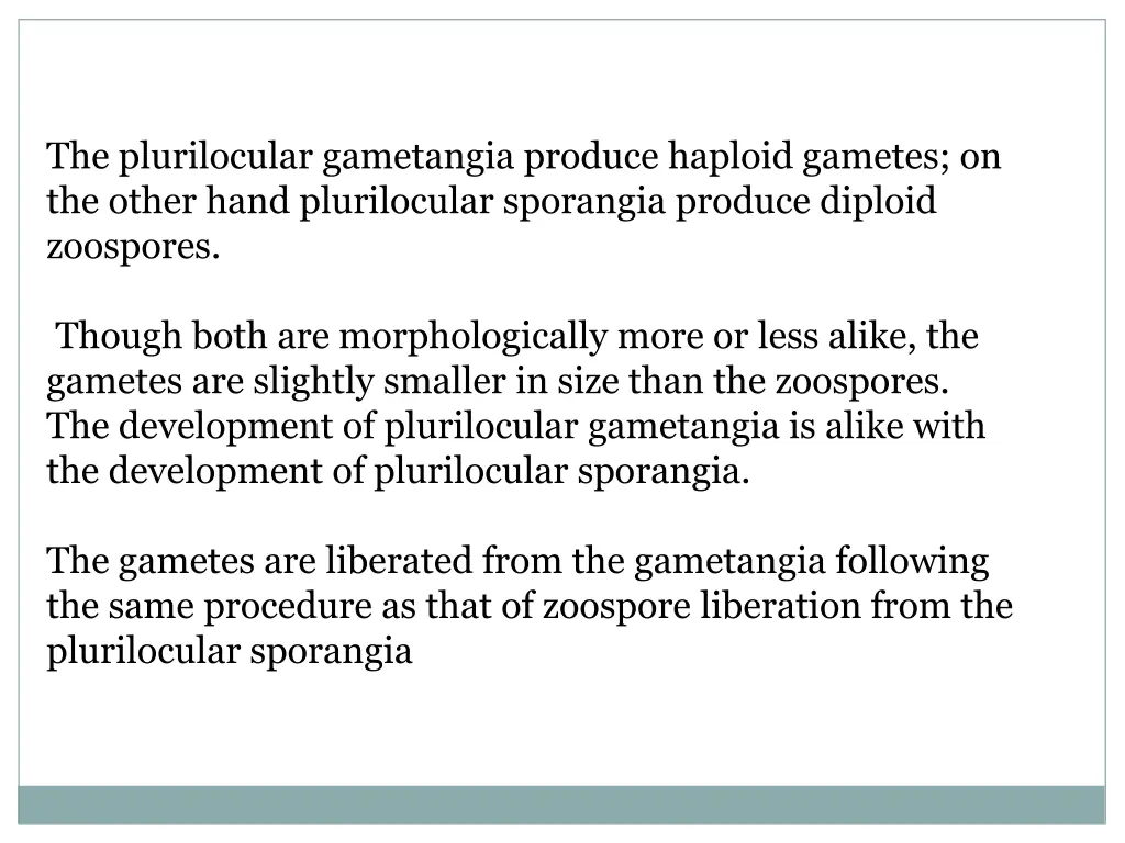 the plurilocular gametangia produce haploid