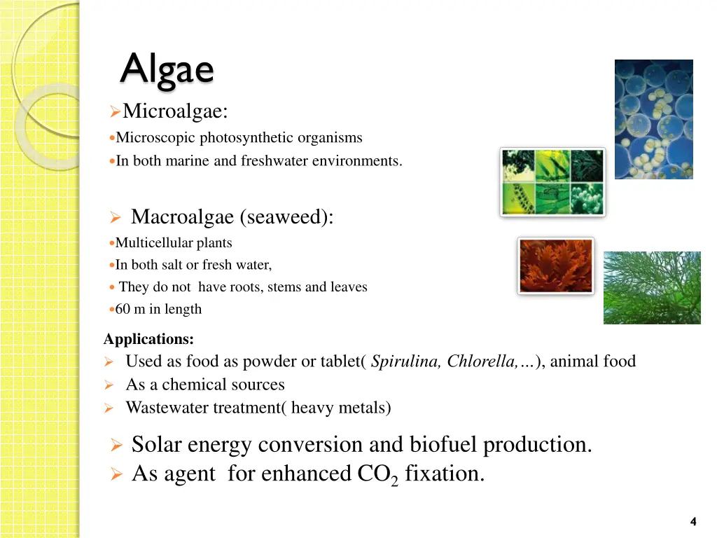 algae microalgae microscopic photosynthetic