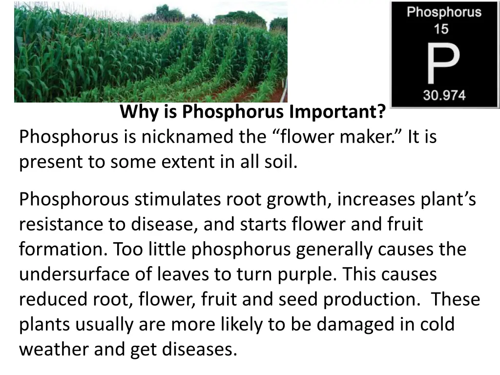 why is phosphorus important phosphorus