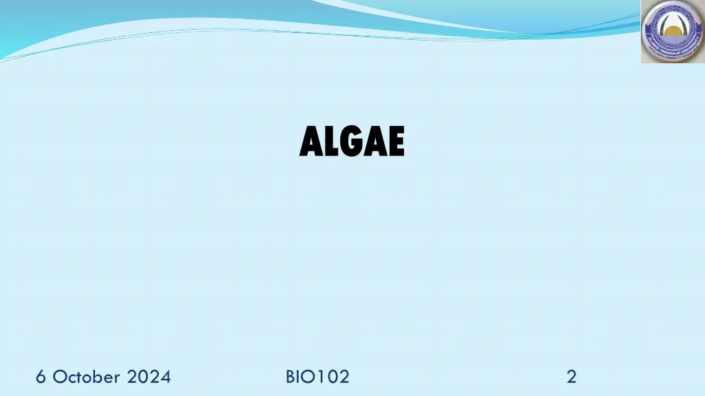 algae algae