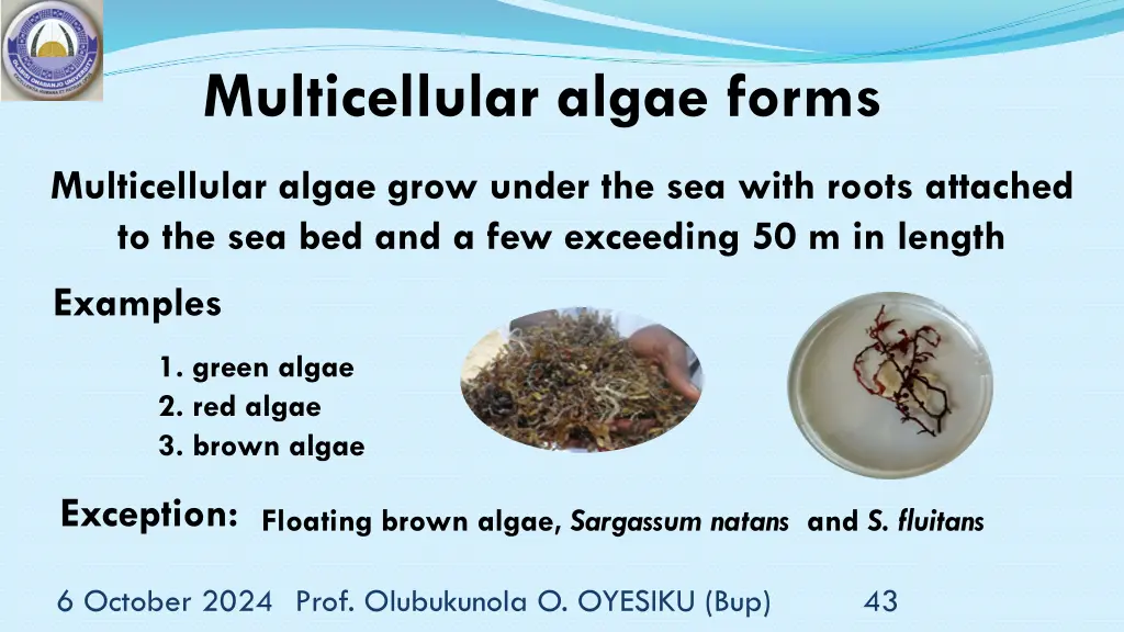 multicellular algae forms