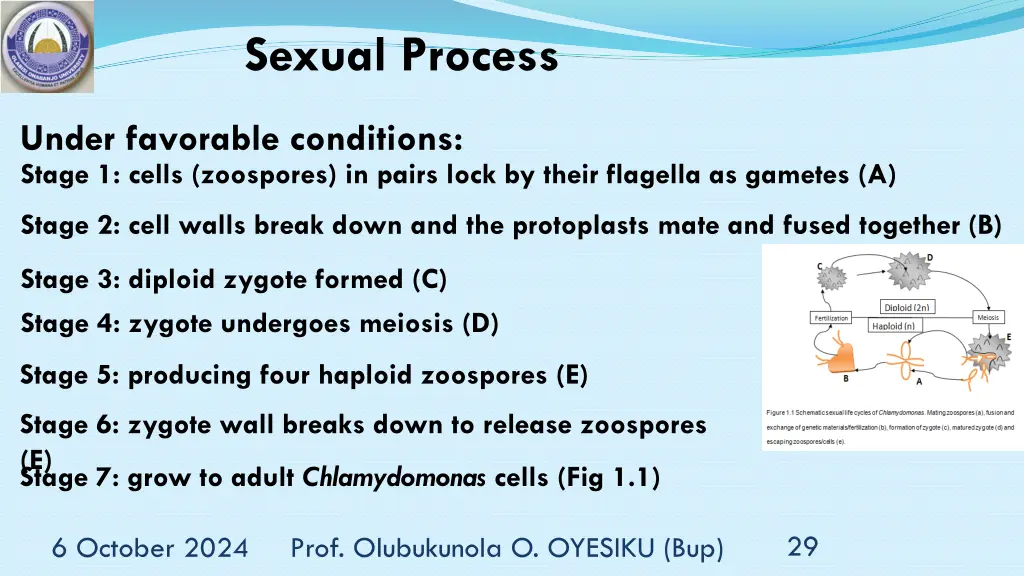 sexual process