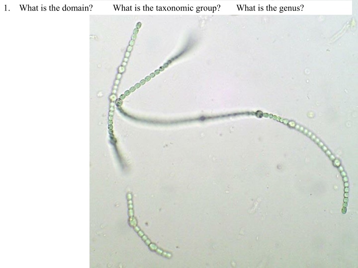 1 what is the domain what is the taxonomic group