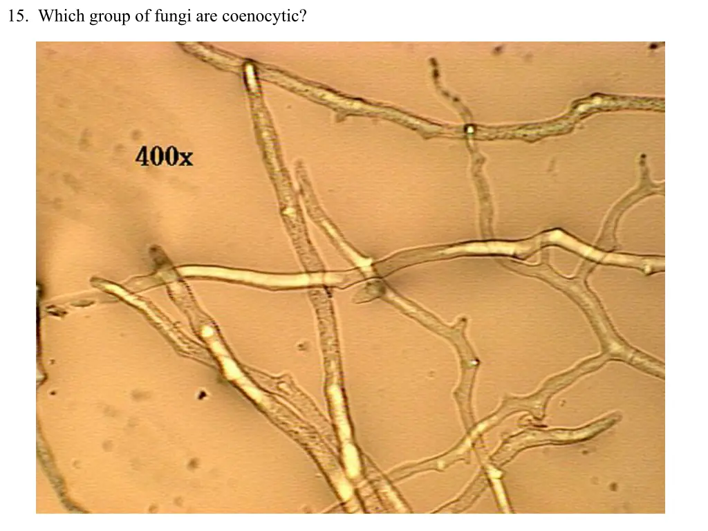 15 which group of fungi are coenocytic