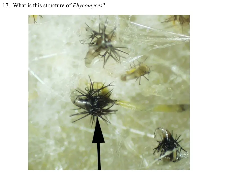 17 what is this structure of phycomyces