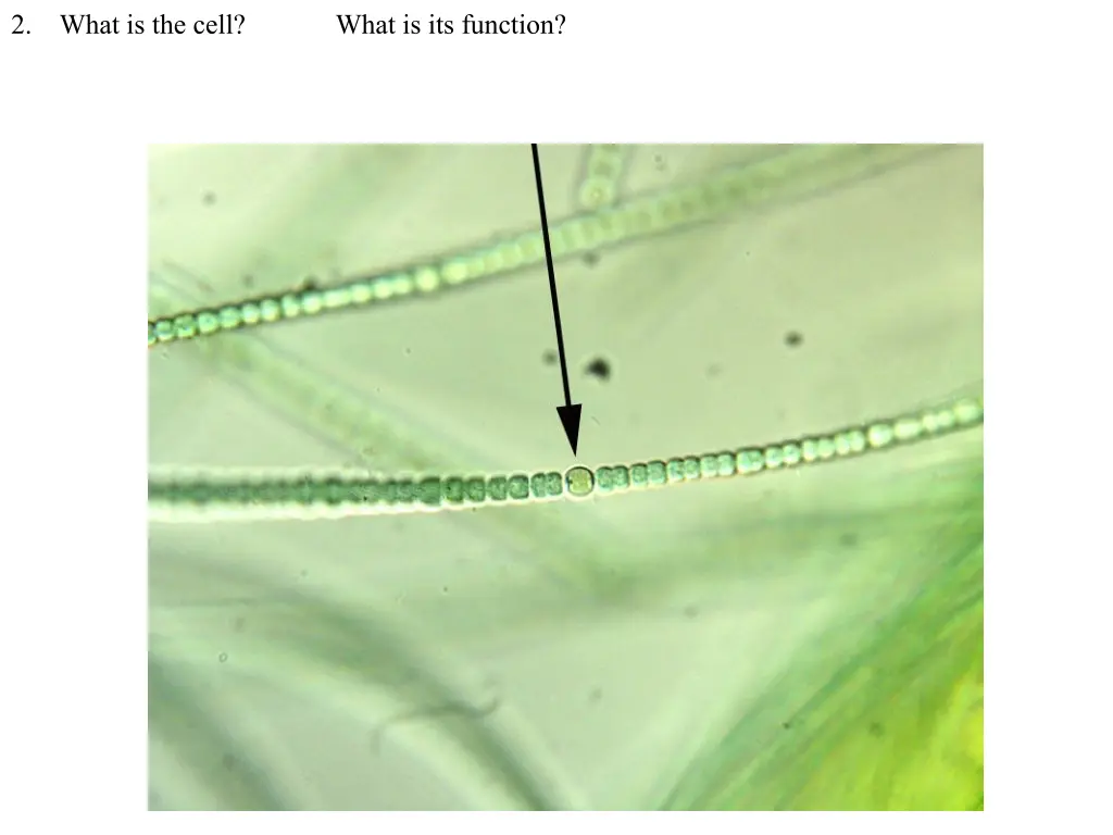 2 what is the cell what is its function