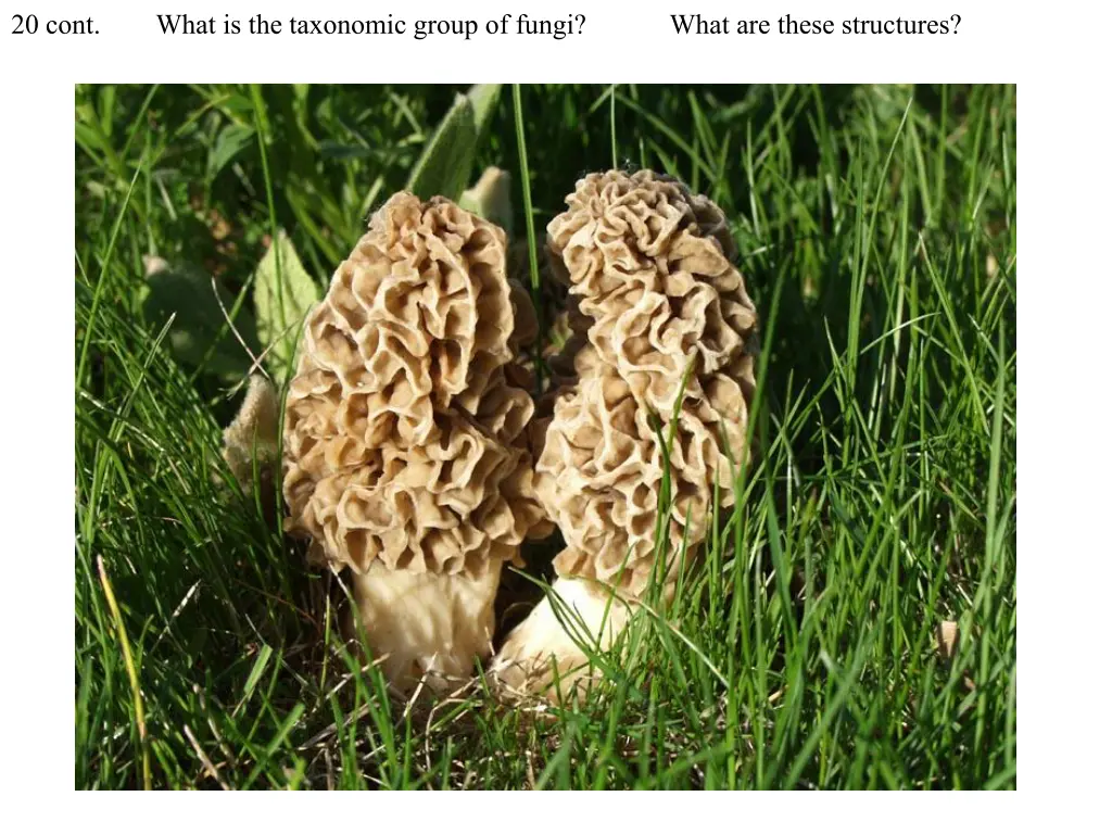 20 cont what is the taxonomic group of fungi what