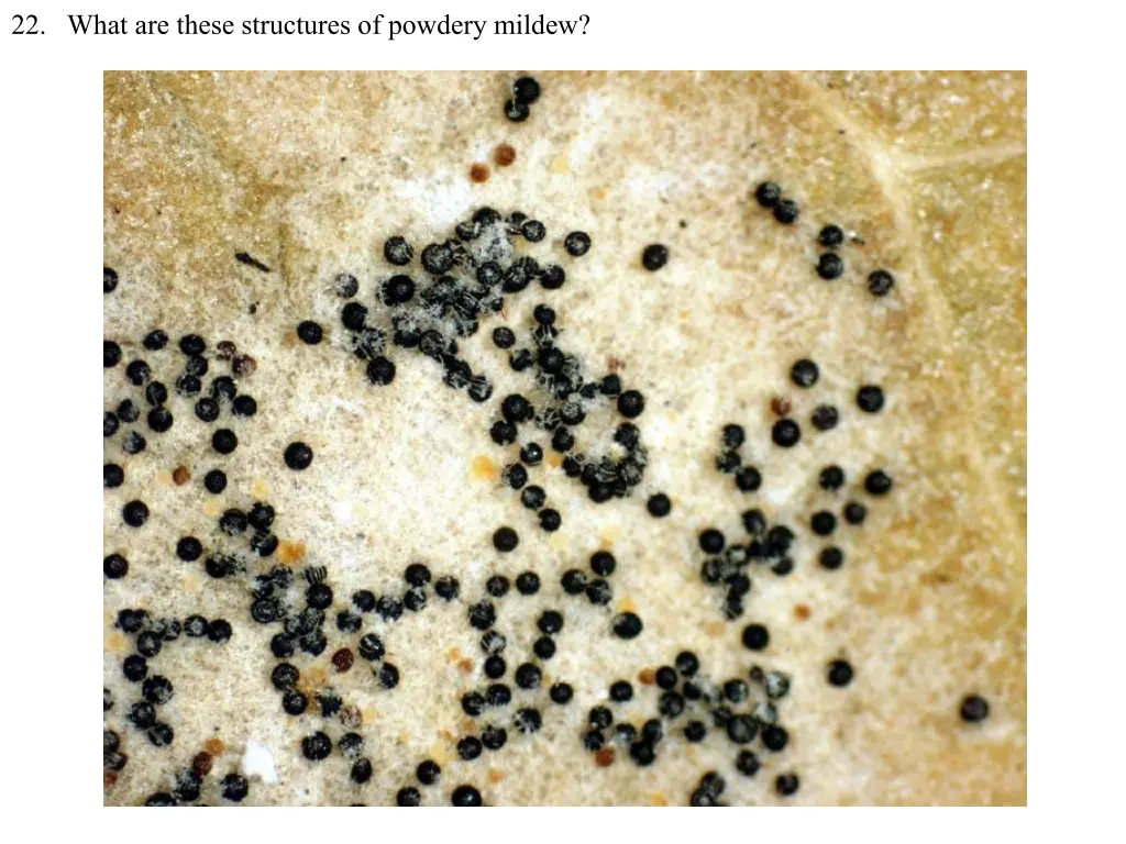 22 what are these structures of powdery mildew