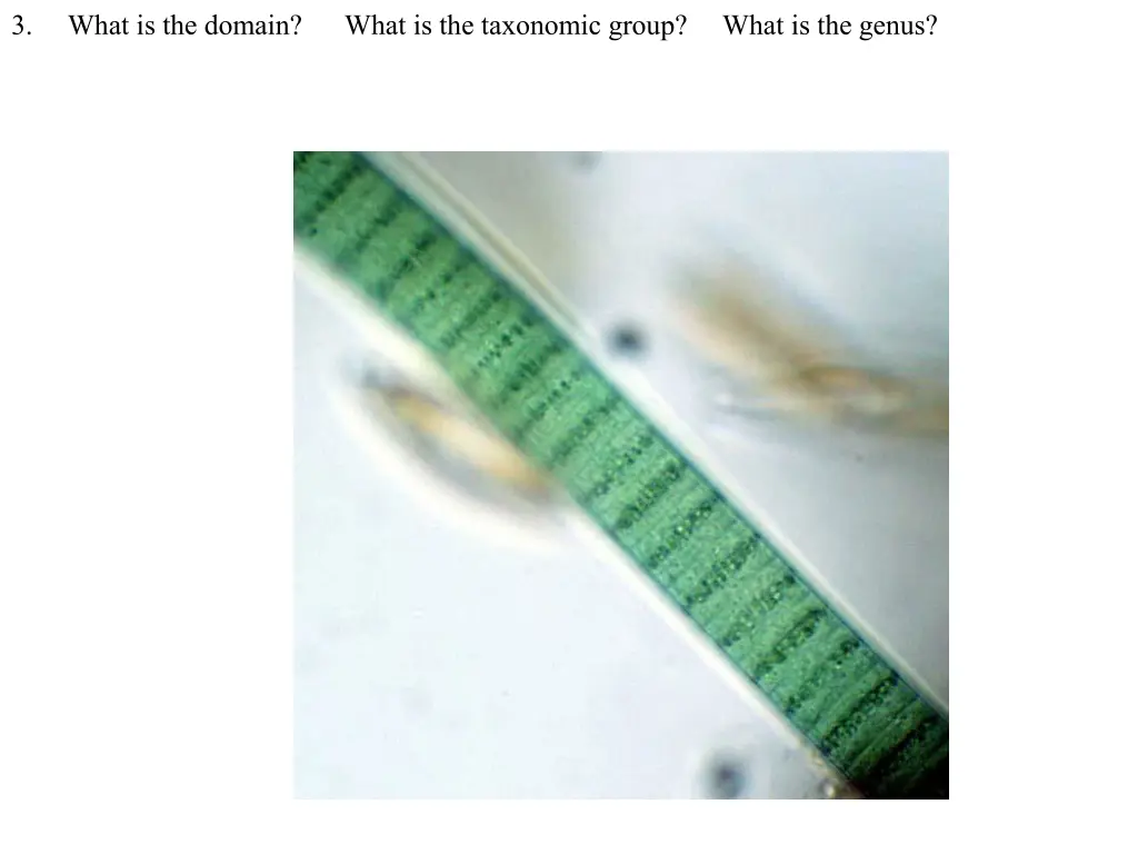 3 what is the domain what is the taxonomic group