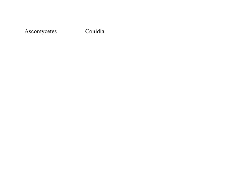 ascomycetes conidia