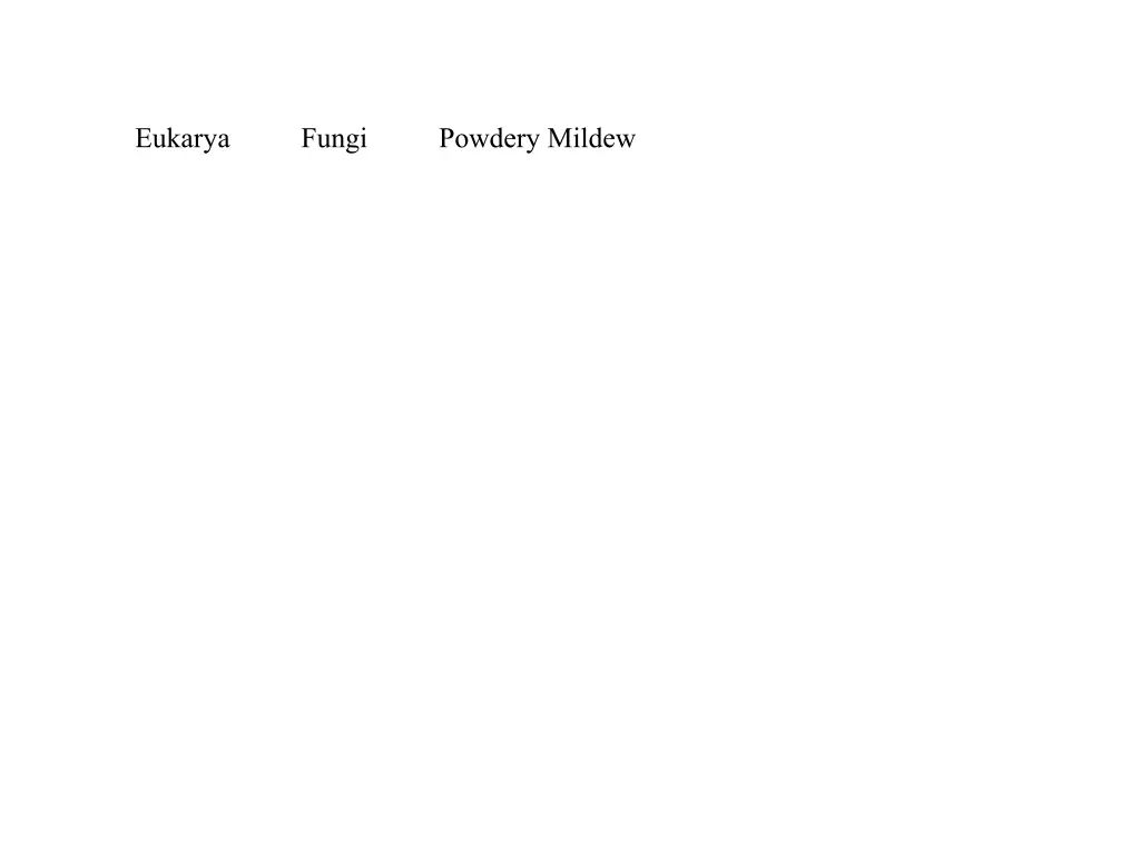 eukarya fungi powdery mildew