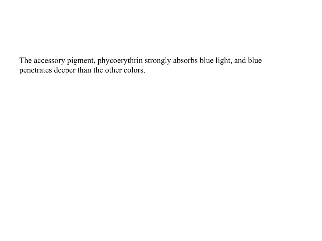 the accessory pigment phycoerythrin strongly